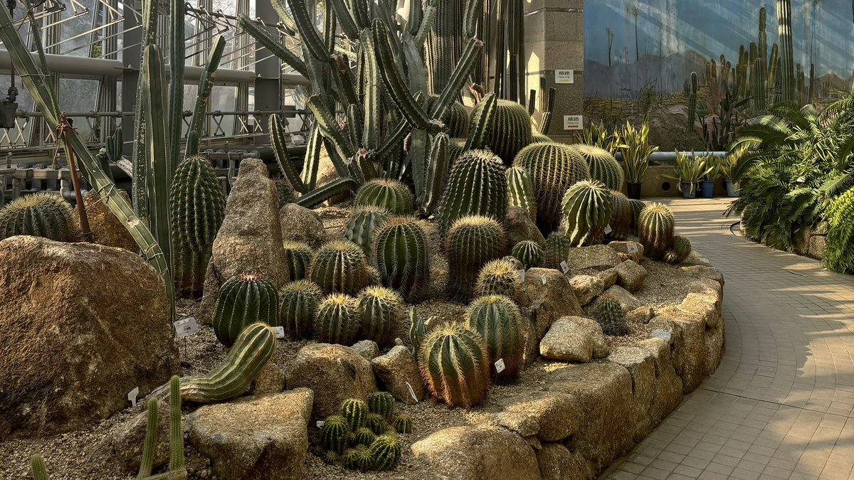 qwmlglb's tweet image. 自然の不思議な景色、サボテンの世界に足を踏み入れています