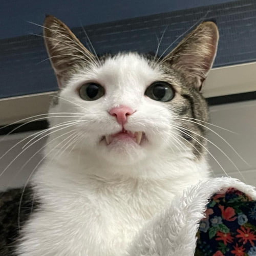 elmnthq's tweet photo. This is the adorable Hoseob 호섭. She is one of the most popular, if not the most popular cat in all of Korea 🇰🇷   

She doesnt only get 100s of million views, but she in also an absolute cutie.  

Take a look at her TikTok Channel 📷👇
https://t.co/iL7Gsm2YqX https://t.co/aiqVNyQ0BX