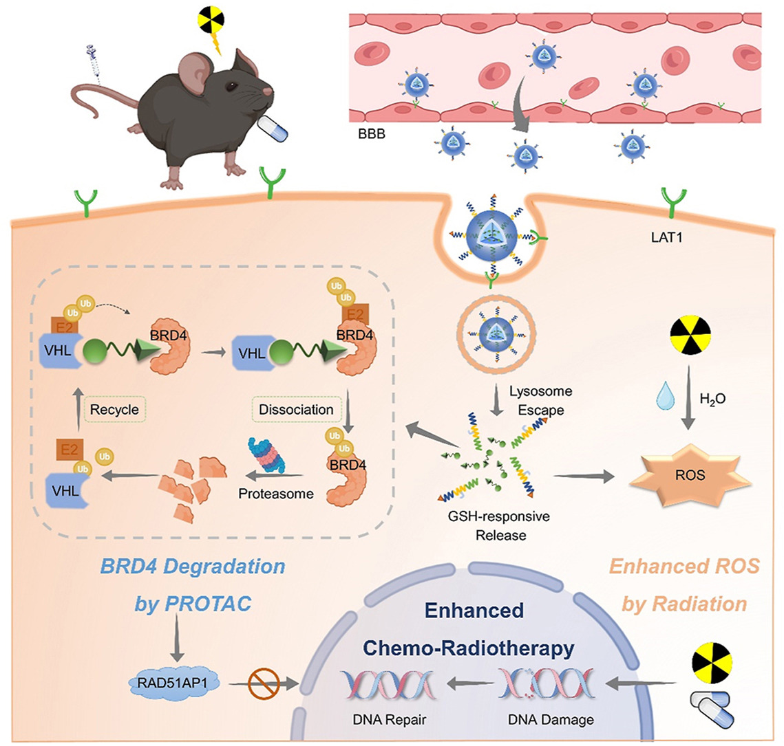ActaPharmSinB's tweet image. Article✍️#PROTAC-loaded #nanocapsules degrading #BRD4 for #radio-#chemotherapy #sensitization in #glioblastoma. From Dr. Sun @FudanUniversity; @FudanUniv.  
sciencedirect.com/science/articl….