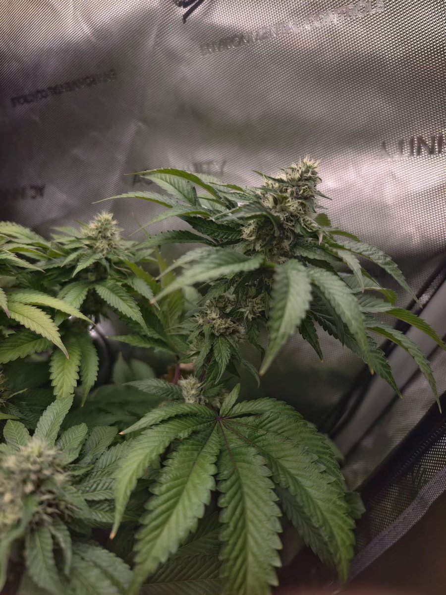 Restocktation's tweet image. Not long to wait now until I can get some proper beauty shots!! We're just waiting for the inflorescences to finish stacking and bulking then we're onto the maturation stage, hopefully the flowers will swell quite a bit more over the next week or two,