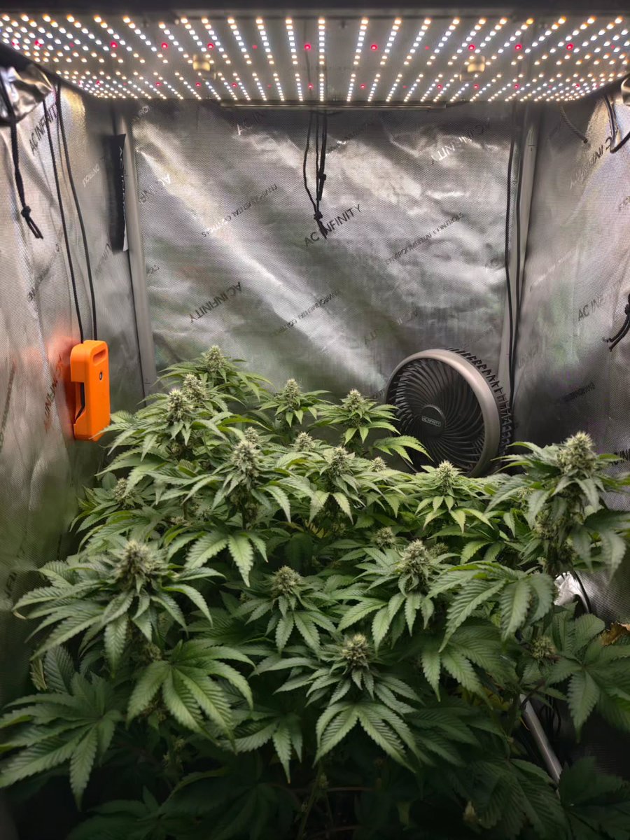 Restocktation's tweet image. Not long to wait now until I can get some proper beauty shots!! We're just waiting for the inflorescences to finish stacking and bulking then we're onto the maturation stage, hopefully the flowers will swell quite a bit more over the next week or two,