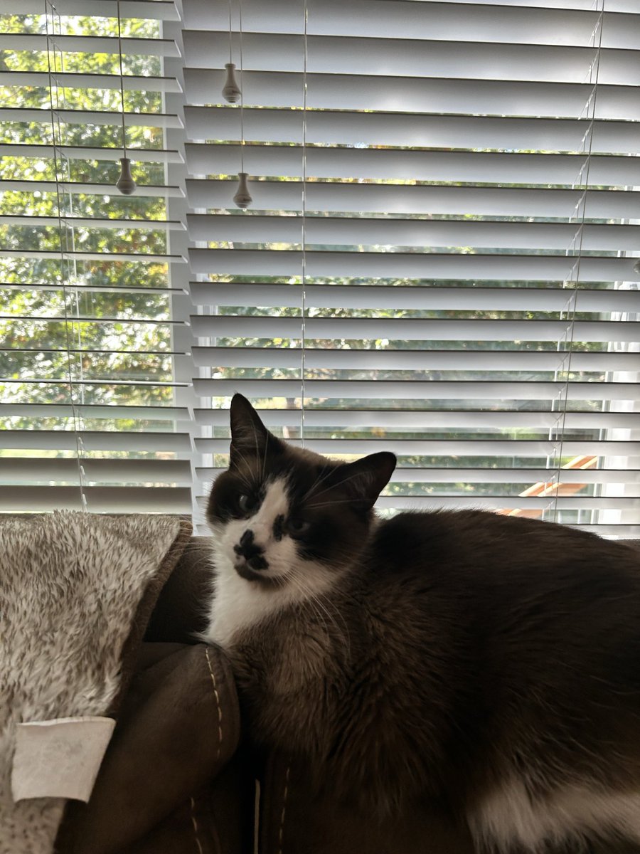 gemahtreeuhh's tweet image. despite being a stupid little evil chud, he will ALWAYS present himself on photos no matter what, he is a very photogenic cat…