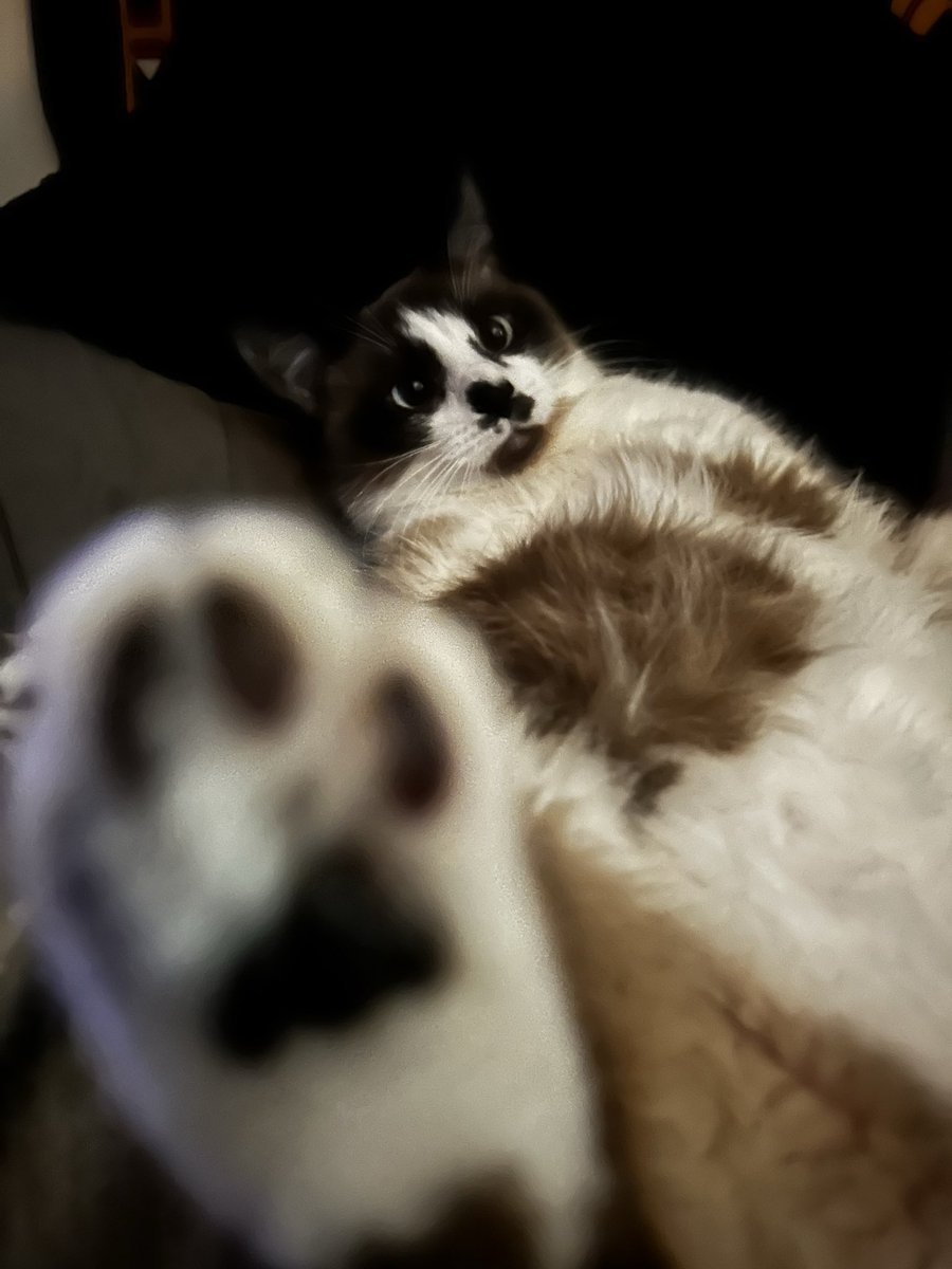 gemahtreeuhh's tweet image. despite being a stupid little evil chud, he will ALWAYS present himself on photos no matter what, he is a very photogenic cat…