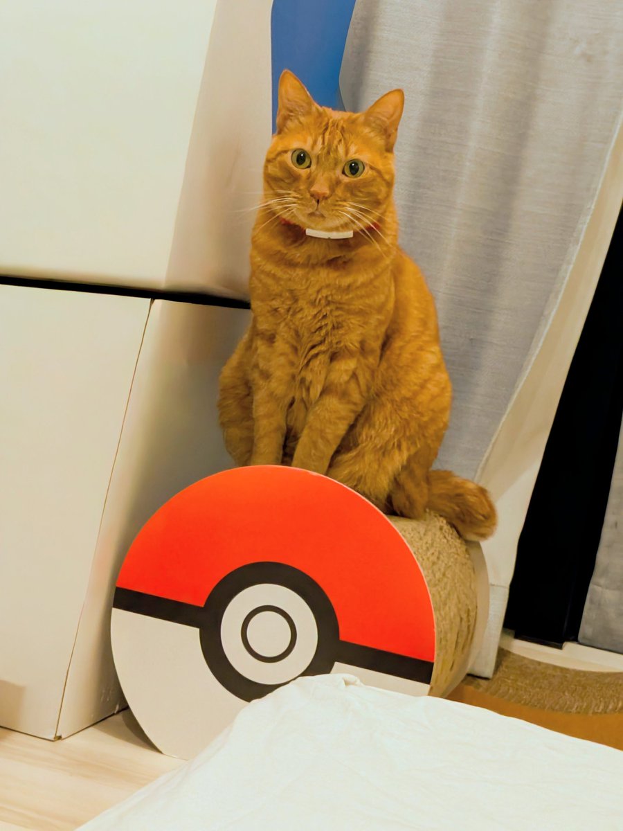 ryogomatsumaru's tweet image. ポケモンの爪とぎ、特にお気に入りらしい