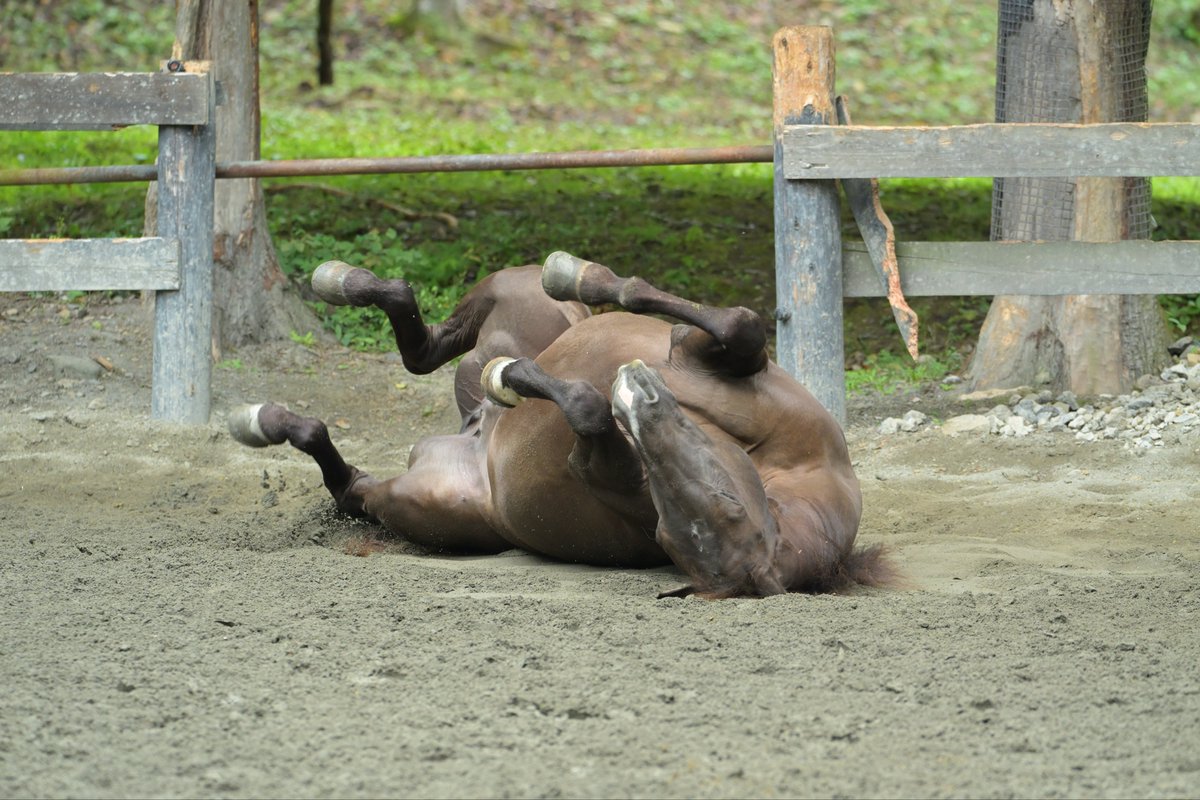 Gocoohorse59's tweet image. #ゴクウホースビレッジ 
今日はゴロゴロ転がる #ダーク です🐎
ズブズブの馬場で、わざわざ乾いたところでゴロゴロするダークは賢いですね🙌