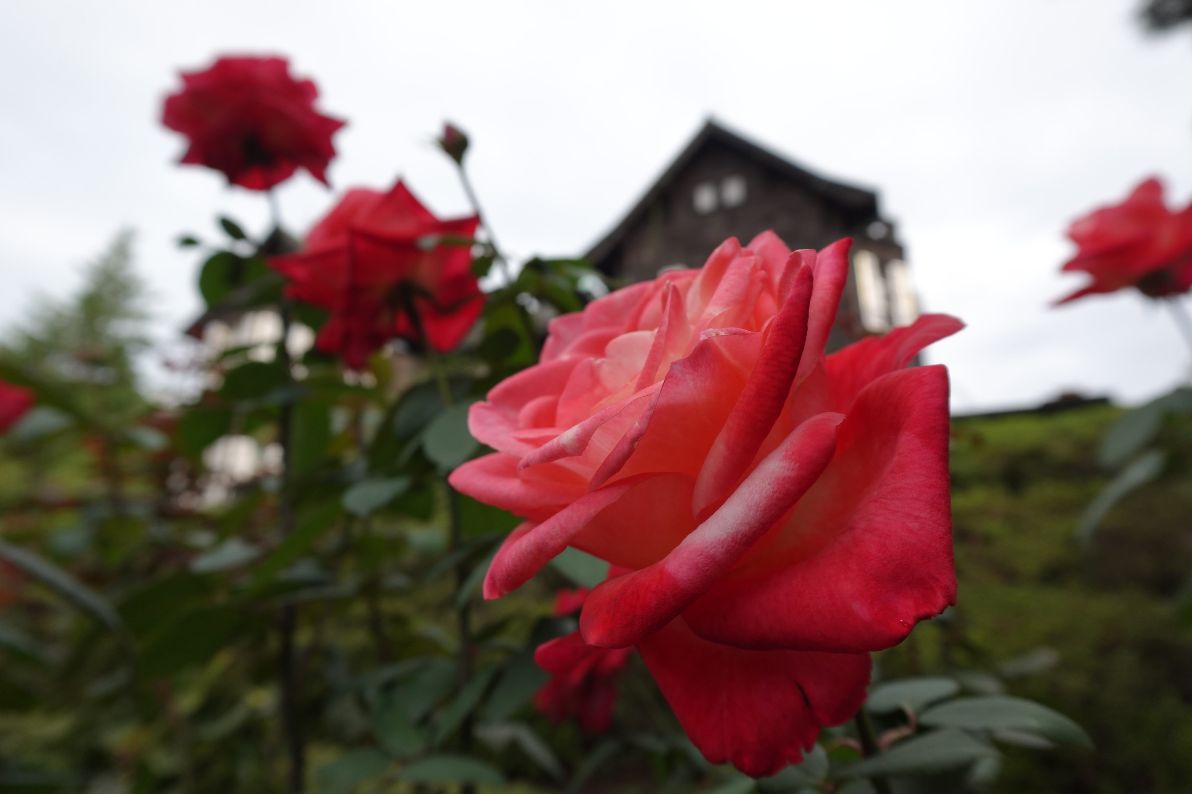 旧古河庭園 on X: 