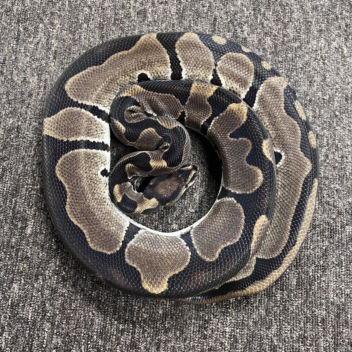Ballpython_JP's tweet image. 販売個体
リデュース ♀
個体番号 B800 2011年CB
約1850g 繁殖経験有
*背・尾部に8㍉位の粉瘤?有
今期リデュースモハベにて一定の成果が得られた為、リデュース単一個体を繁殖計画から外す意向(リクエストが無ければれば戻します😊)
ご興味ありました際はDMにてお問い合わせ下さい