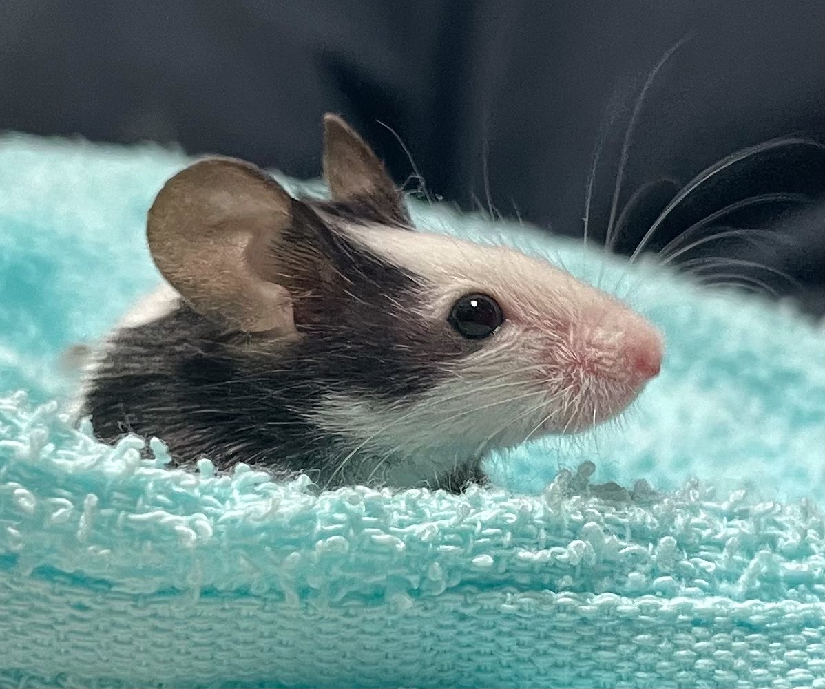 きれいな横顔🐁