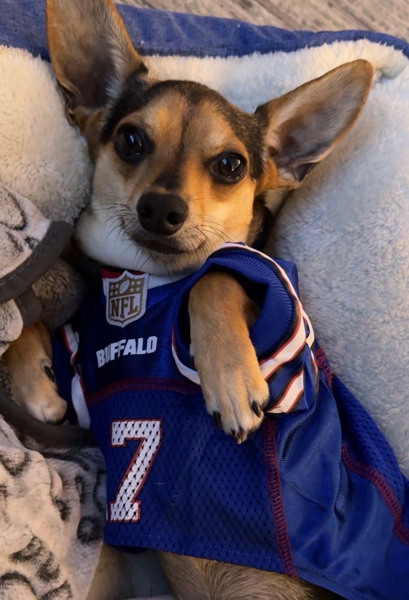 KenjaminB23's tweet photo. I feel like I’m to blame for the @BuffaloBills losing streak. I adopted a dog, named him Allen and his cuteness has drained the real @JoshAllenQB of his super powers. At least we can all agree that my Allen looks pretty good in his Bills jersey.  #BillsMafia https://t.co/MWAhxIl6kH