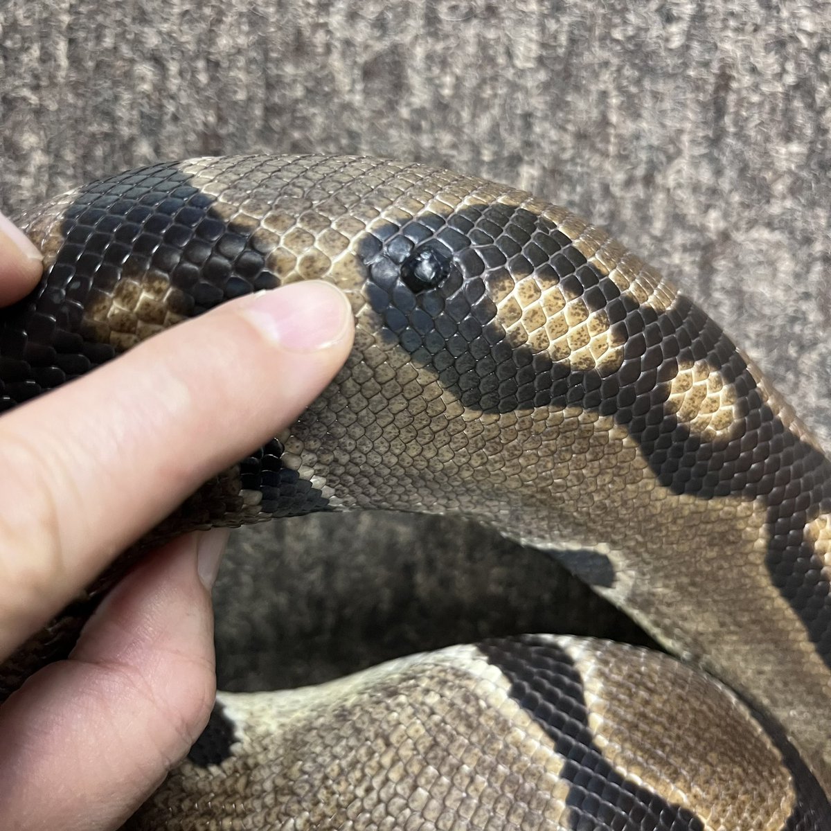 Ballpython_JP's tweet image. 販売個体
リデュース ♀
個体番号 B800 2011年CB
約1850g 繁殖経験有
*背・尾部に8㍉位の粉瘤?有
今期リデュースモハベにて一定の成果が得られた為、リデュース単一個体を繁殖計画から外す意向(リクエストが無ければれば戻します😊)
ご興味ありました際はDMにてお問い合わせ下さい