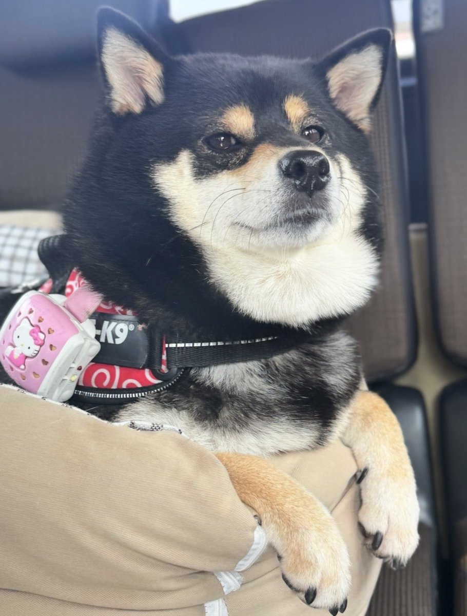 黒柴kazu 黒柴kazu 黒柴ざく (@kuroshibazaku) • Instagram photos and videos