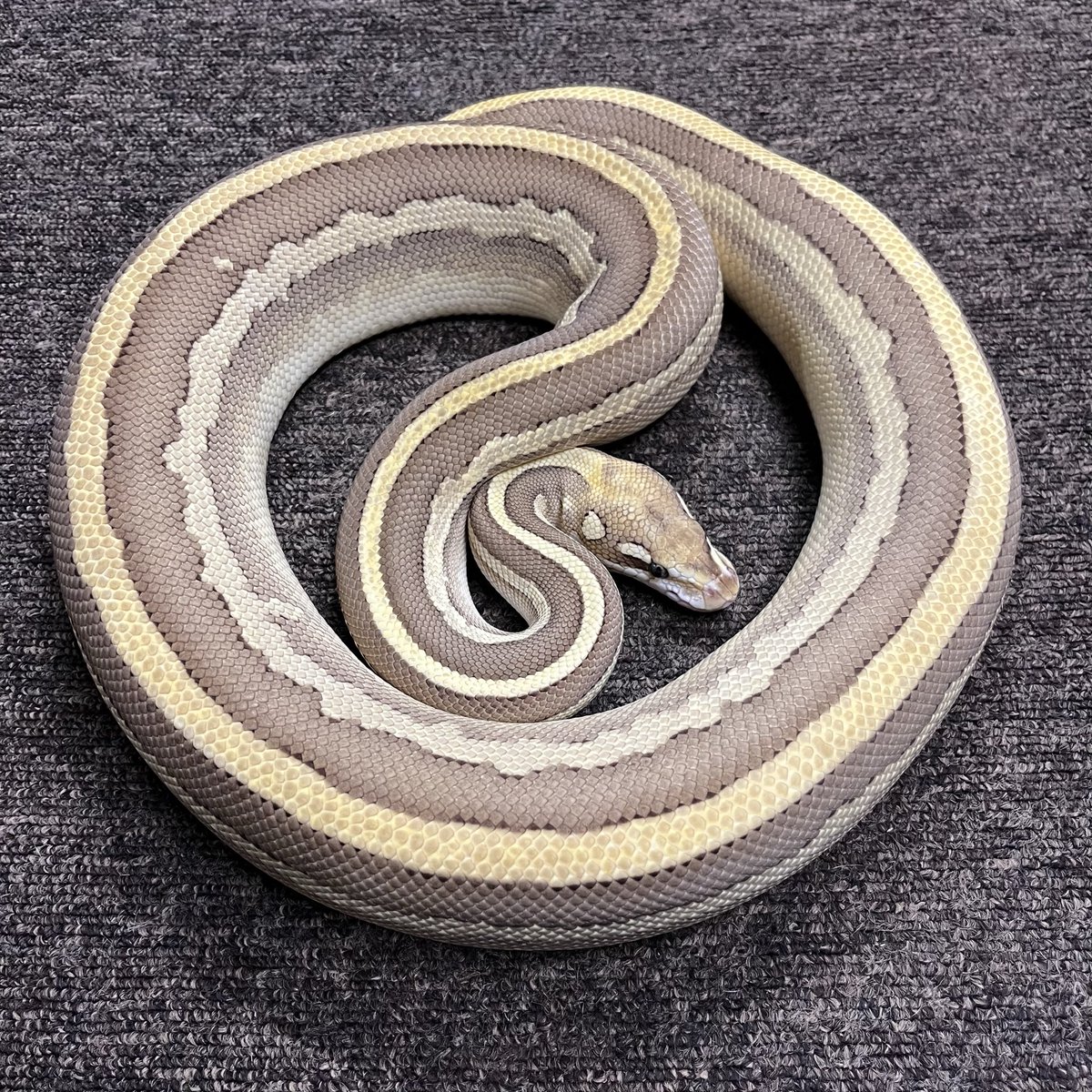 Ballpython_JP's tweet image. 販売個体
シナモン レッサー レオパード ♀
2017年 USCB
約1750g 繁殖経験無
一目惚れして導入するも、よくよく考えたら、繁殖計画に組み込むと大変な事に成るのではと...思案→躊躇→断念😆
ご興味ありました際はDMにてお問い合わせ下さい
#ボールパイソン