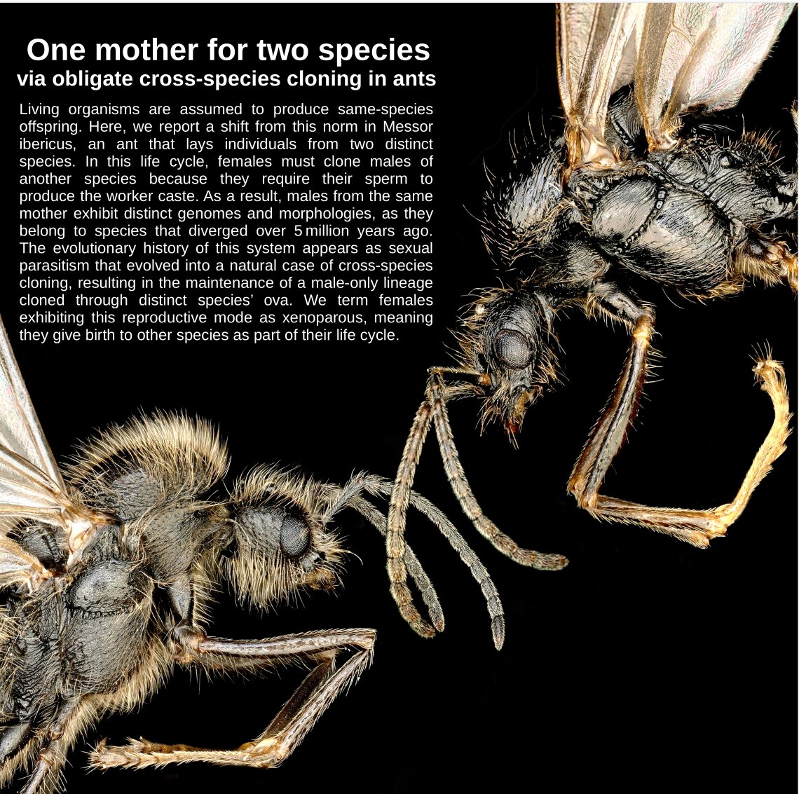 SelfishMeme's tweet image. These two males belong to different species—but share the same mother. How? Why? To celebrate the print release of our last paper in this week’s
@nature.com (issue 8084), here’s a thread summarizing the results. Why? Let’s dive in🧵👇nature.com/articles/s4158…