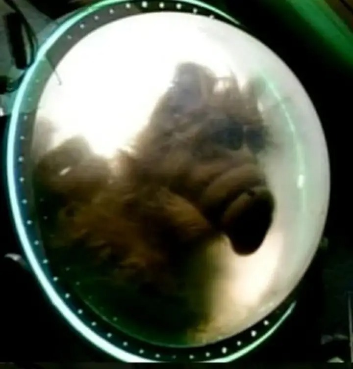AtanasMarkov1's tweet photo. Close up photo of the comet 😄 https://t.co/viy7qwpbkf