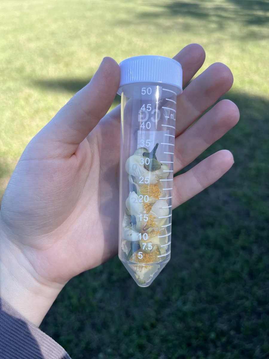 My program is now working with tea as an emerging crop in NC. Tea farmers in the southeast are  establishing tea plantings and are in need or pest management reccomendations. We have established a tea planting and will be monitoring for pests during its early establishment 🍵