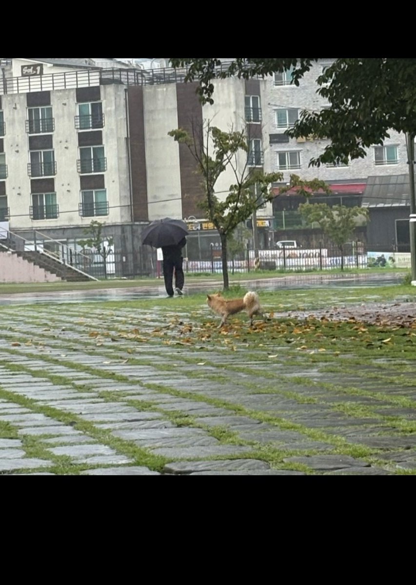 nomorelostpets's tweet photo. 강릉원주대학교
단비 목격소식입니다! 강릉 원주대 인근 거주하시는 분들이나 원주대 다니시는 분들
당근이나 에타에 좀 올려주실 수 있을까요!?🙏

타래에 단비 사진과 전단지 다시 올리겠습니다🙏 https://t.co/aFyk50yDTq