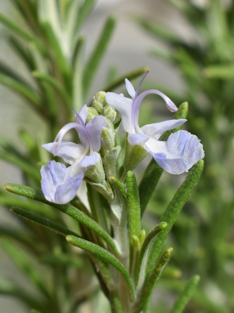 ローズマリー - Search / X