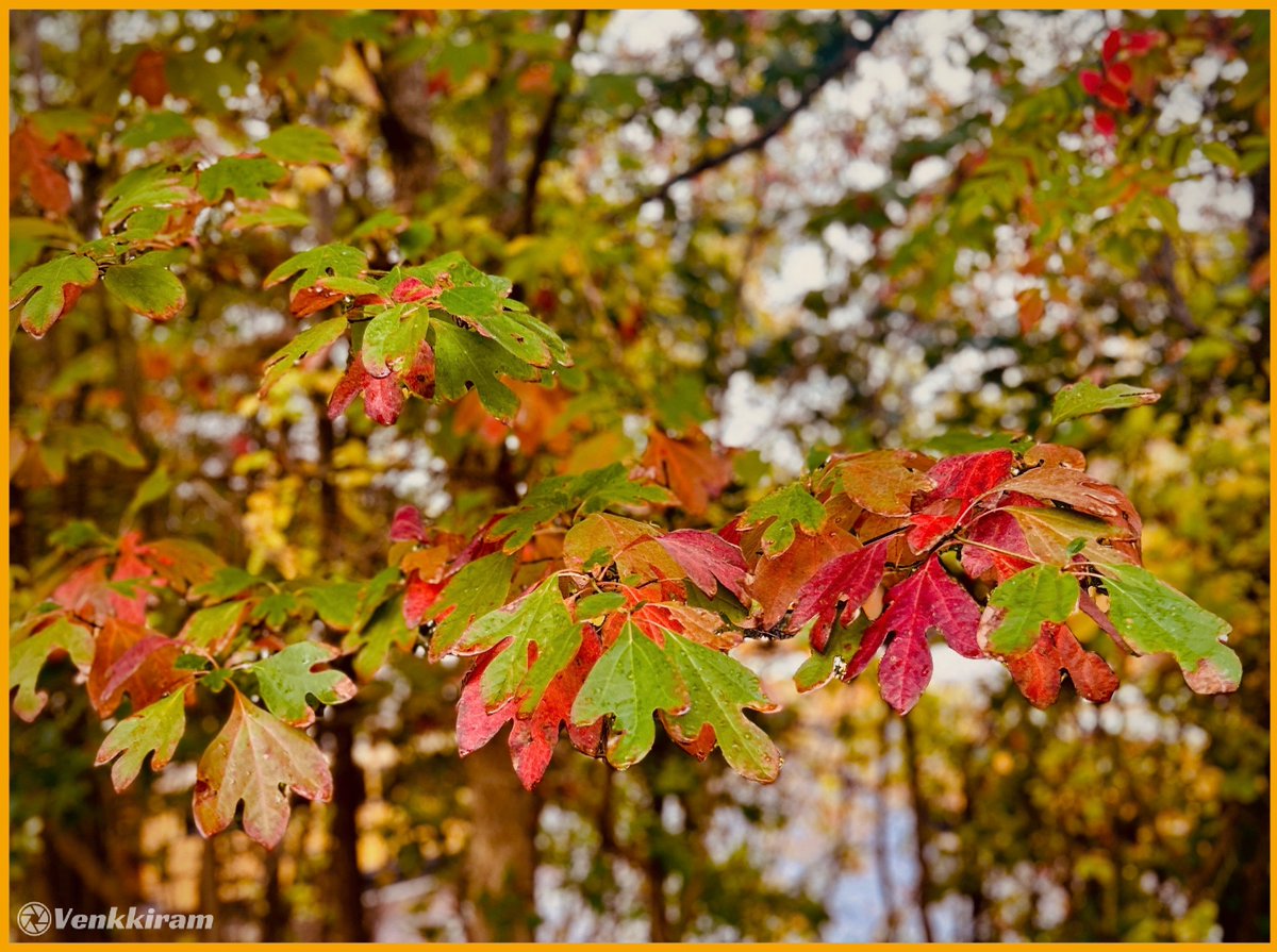 venkkiram's tweet image. Colors met rain, and together they painted a feeling. 🍂💧🍁 

#venkkiclicks #RainyAutumn #FallingForFall #ColorsInRain #NatureInMood #AutumnDream #RainAndLeaves #LoveInColors #SeasonOfHeart #GoldenRain #NaturePoetry #Fall2025