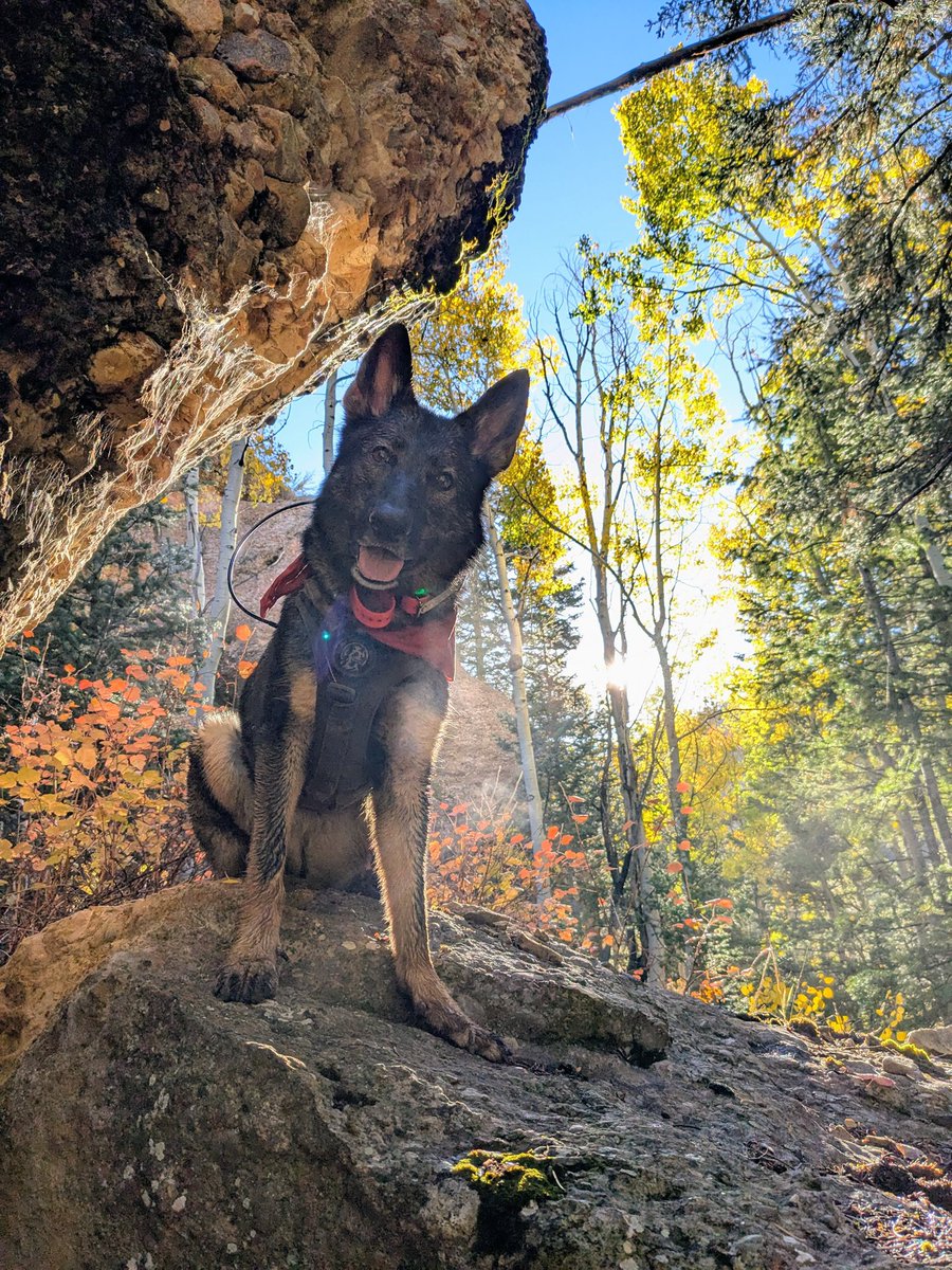 roguedetection's tweet image. We’re sniffing into our fall fieldwork like #ConservationDogs, Merlin and Stern.

-On assignment in Utah for bear, puma, bobcat, &amp;amp; coyote surveys with researchers at @USUAggies