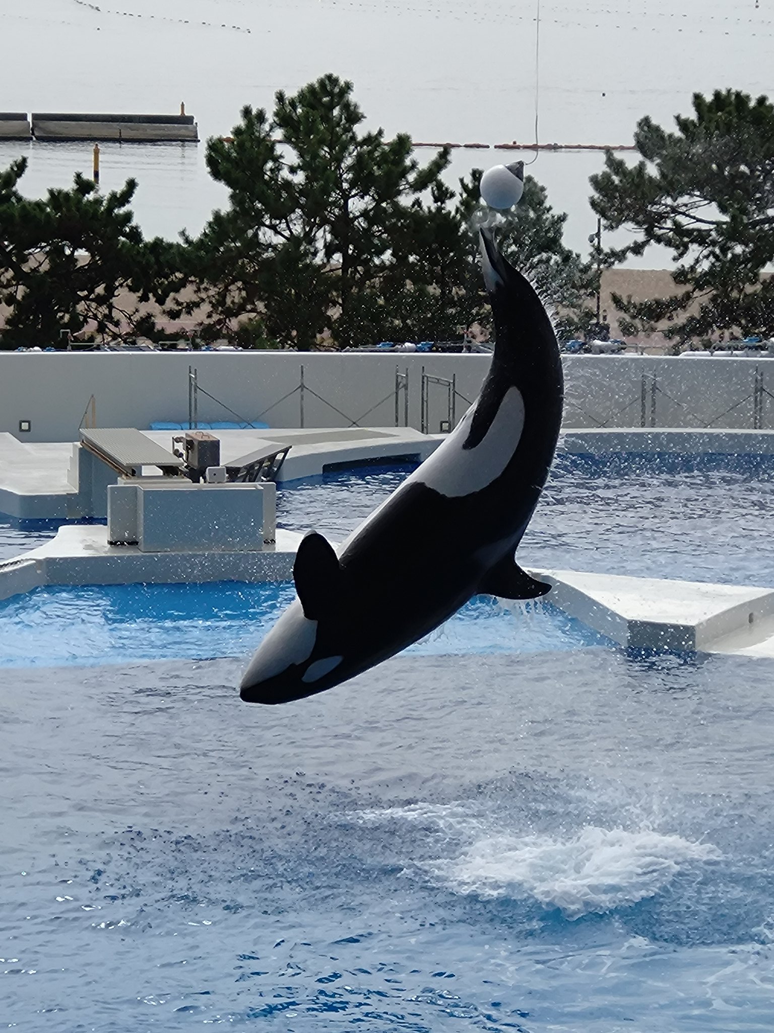 【処分価格！】 Zujo Circus イルカ HB ぱっくんイルカ 4580160409395 1.5歳 18カ月から | イオン