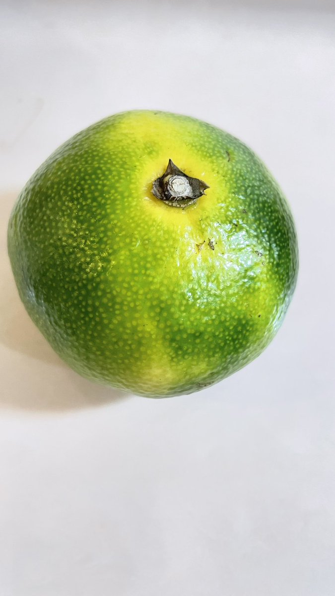 ad8111bbc's tweet image. お疲れさまです😊
令和7年10月14日(火)
来週の水曜日に手術かも😱(ﾉД`)ｱﾁｬｰ
みかんはまだですね🍊✨