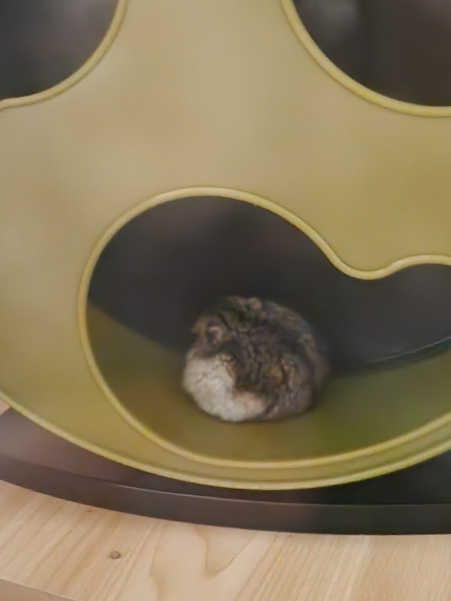 귤밭주인의 청귤농사 tweet media