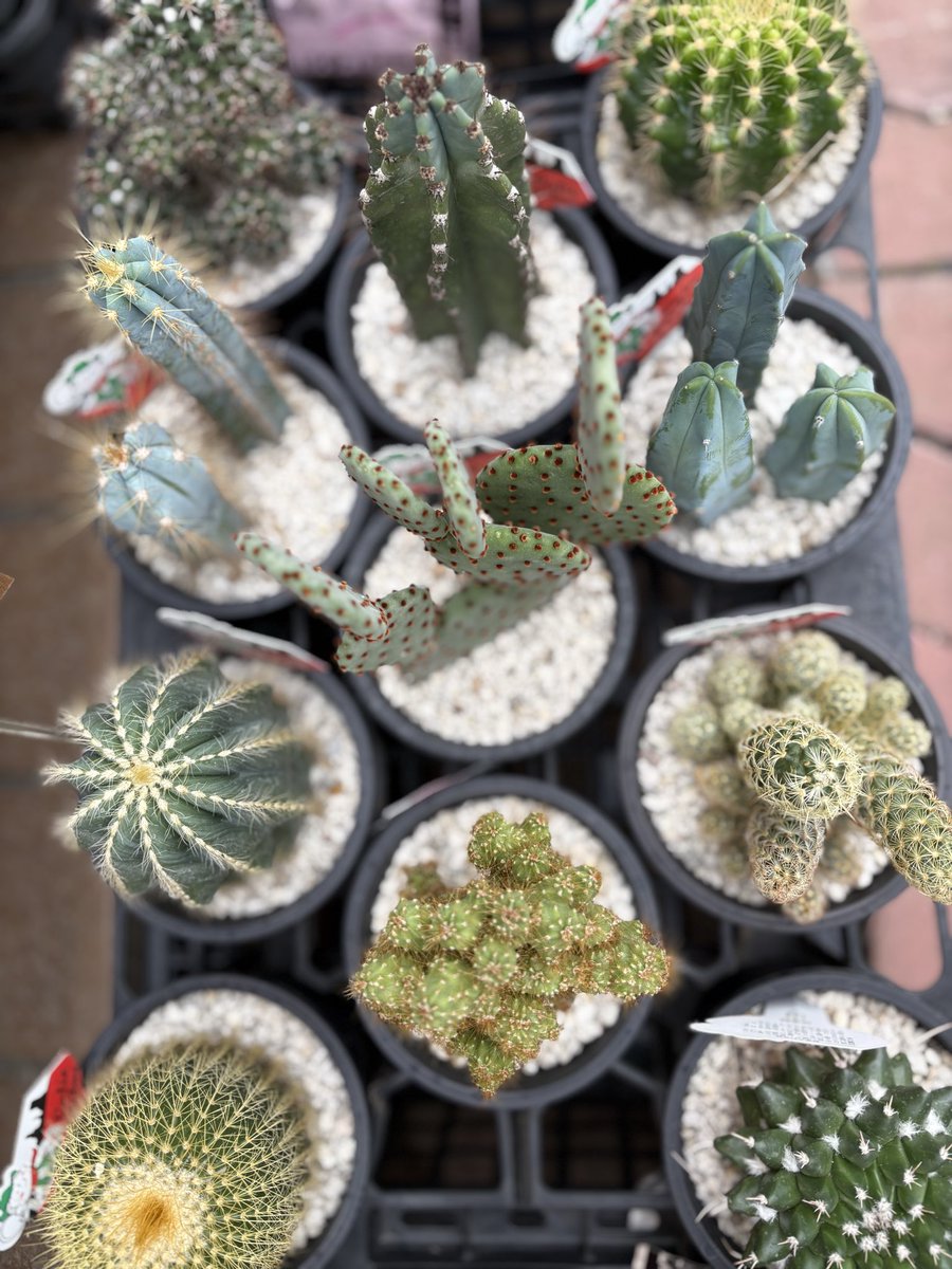 店員のつぶやき
こんなに可愛いのばっかりなのに
まだ1個も売れてない…🥲

#サボテン