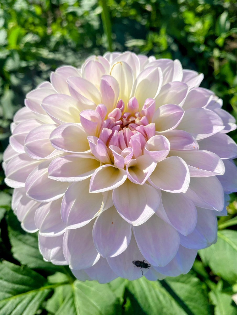 tabimuyan2nd's tweet image. #中年も花を愛でる
#flower
#川西ダリヤ園
#ダリヤ