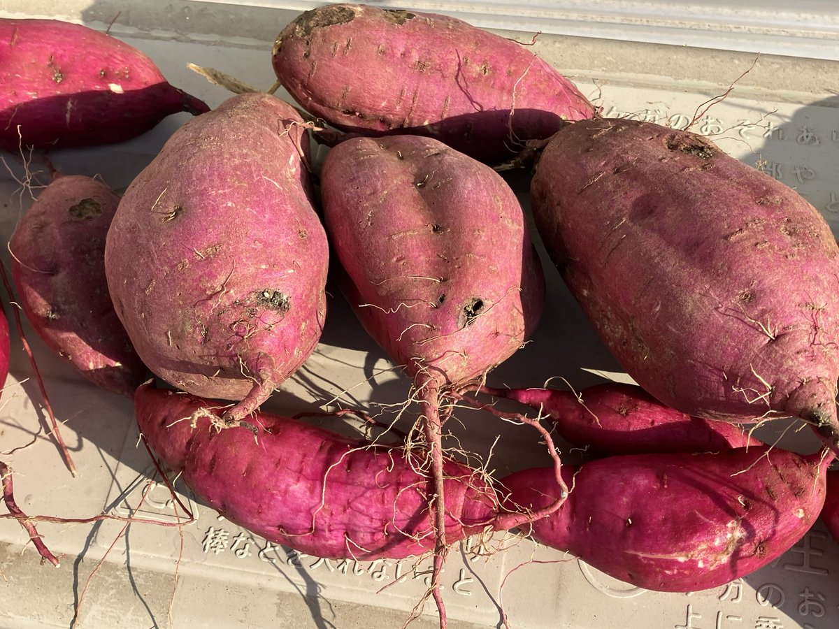 出勤前に少しだけ庭のイモ掘り。これがたまらなく面白い。今年は庭が何度か冠水して、隣の畝の肥料が流れ込んでしまい、サツマイモのツルがものすごく大きくなってしまったが、イモは普通にできた（サツマイモはある程度、貧栄養で育てるのが良いとされる）。アオドウガネの幼虫にイモの表面がかなり齧