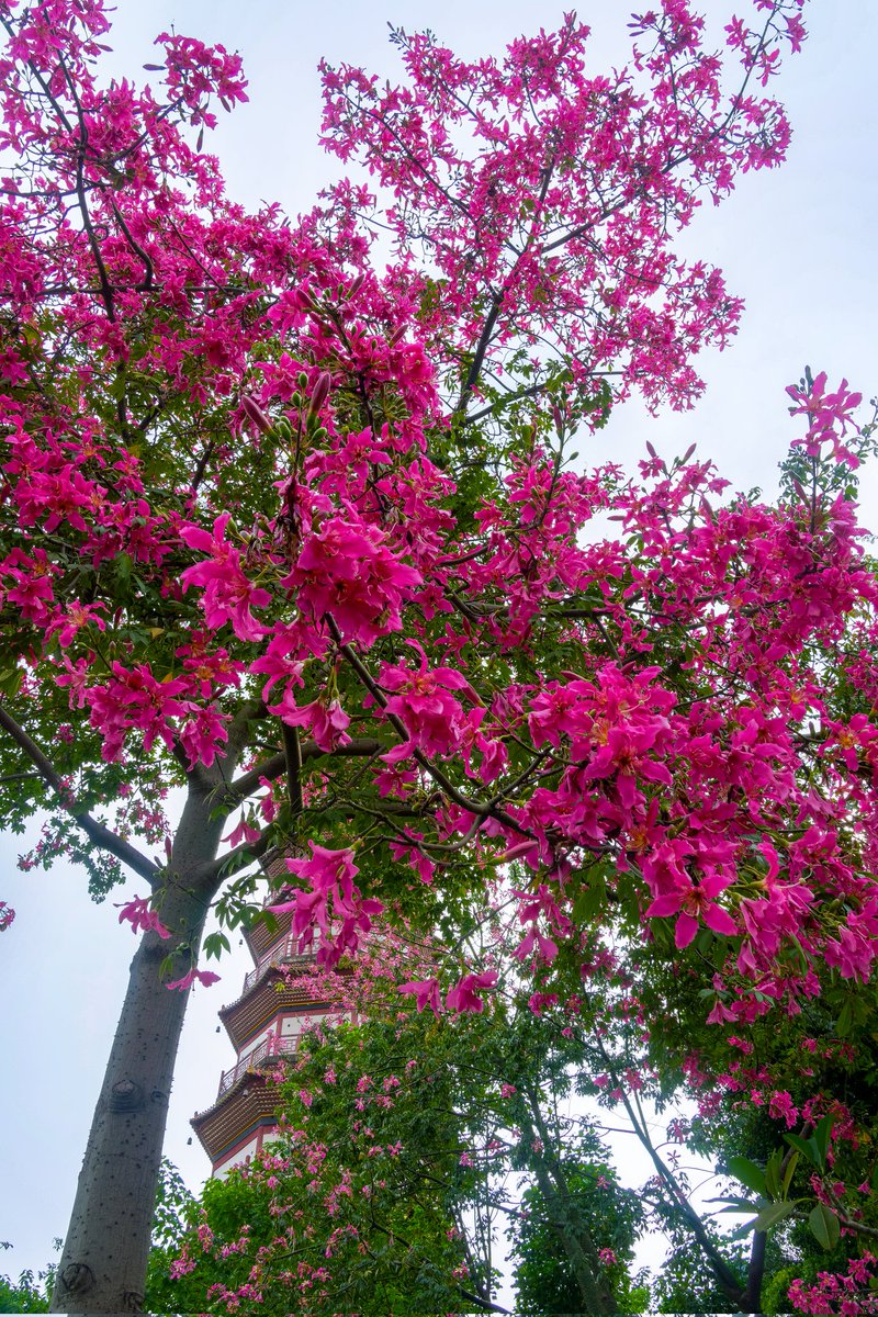 中国 算木花入 f2250224 算木花入 f2250224 中国