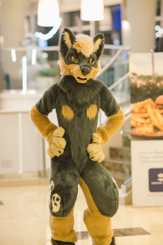 🐾 Flynn 🦊 🔜 FE 🐾 tweet media