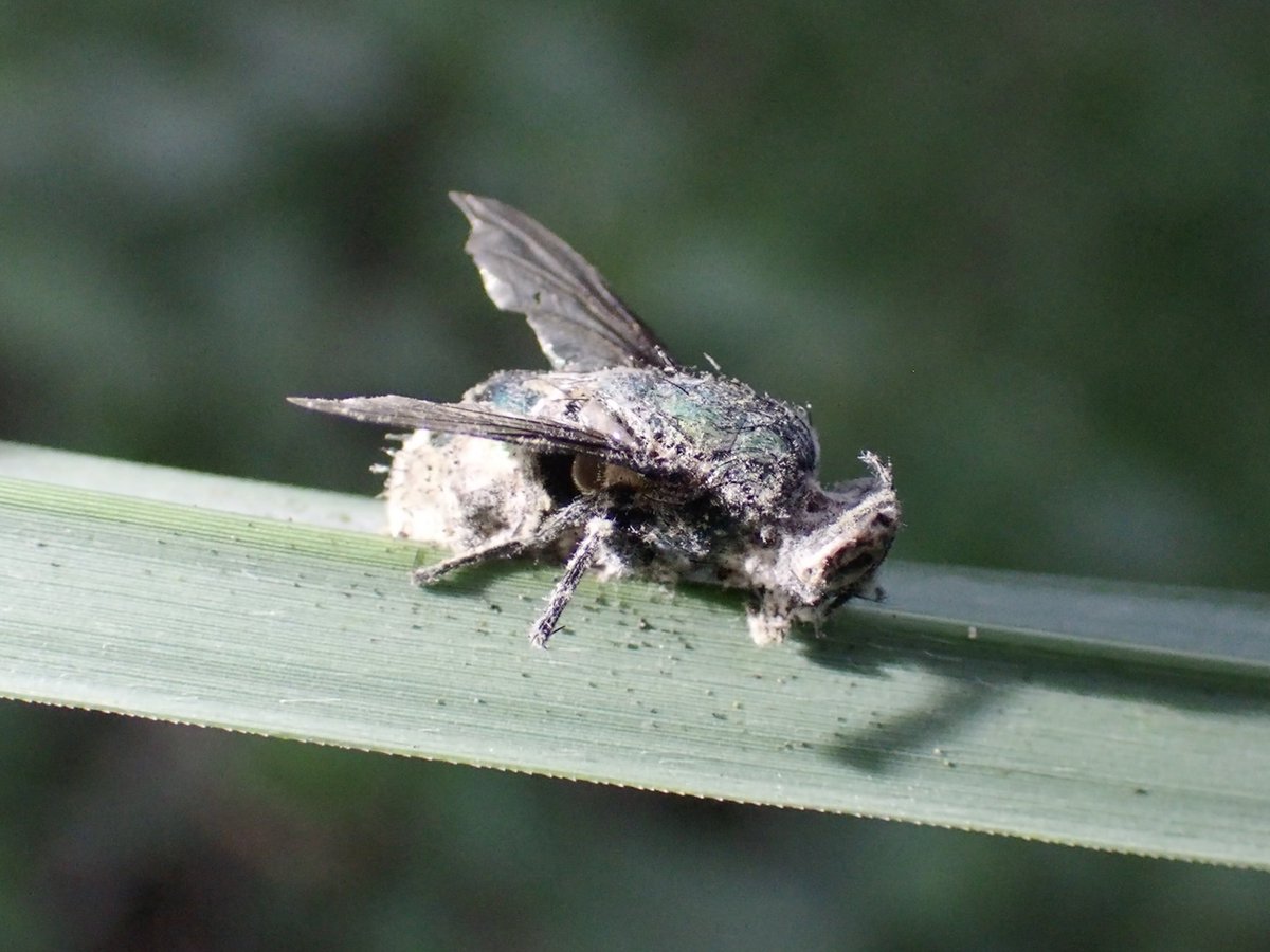 piyo_bug's tweet image. ハエカビって200種類あんねん