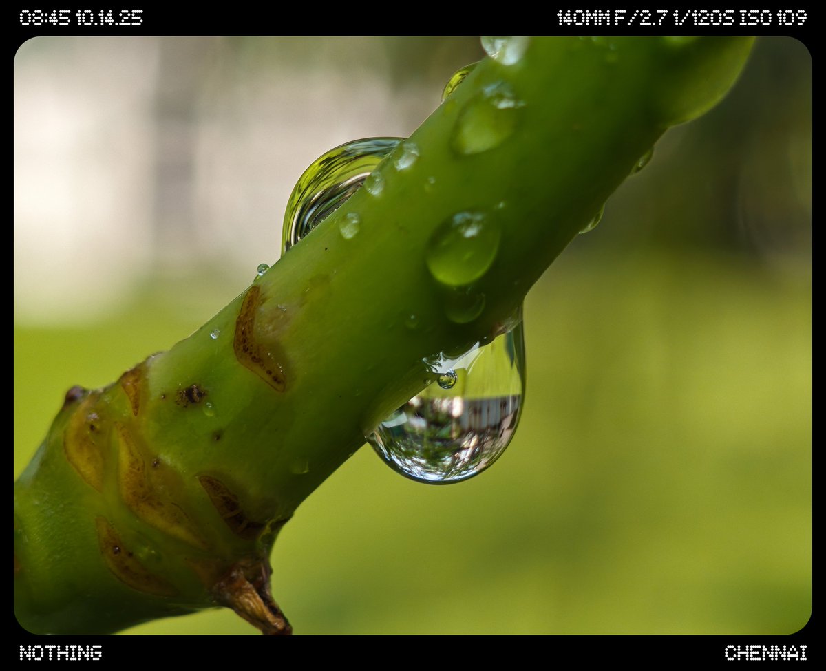 Siva_Bharani's tweet photo. Kedacha chance and time la edutha photo. Innum time irundha would have tried 15x to 30x kind of shot. 

Shot on #nothingphone3 #NoEdit 
#ShotOnSnapdragon 
#Macro #Spider https://t.co/gjoDTKrEr2