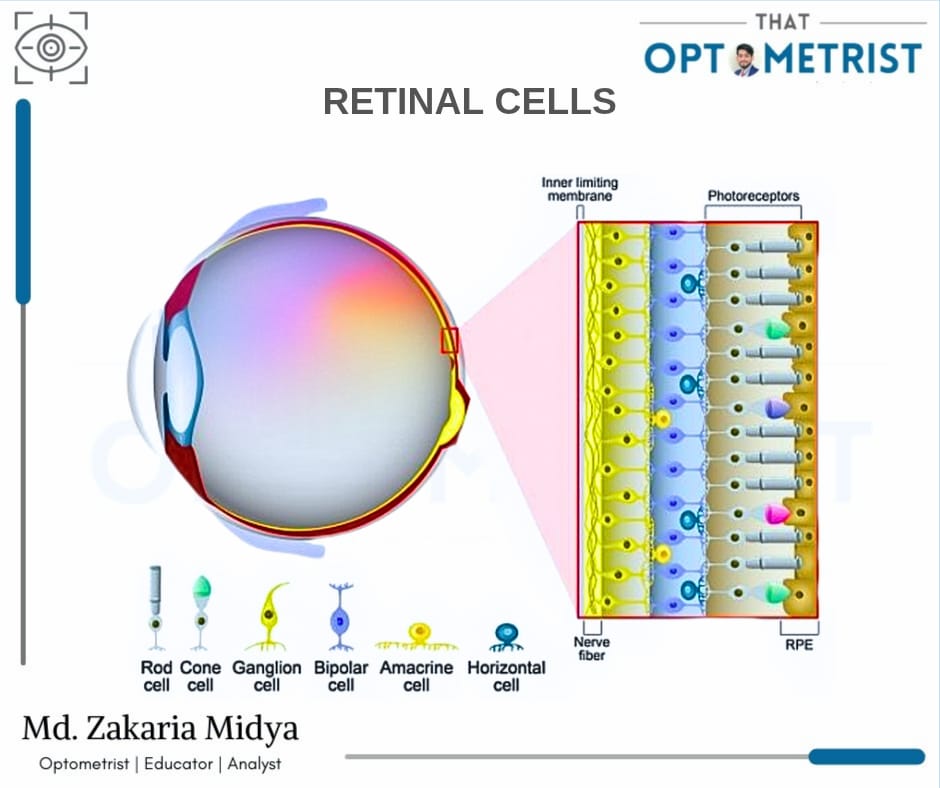 TOfficialOG's tweet image. The retina contains specialized photoreceptor cells (rods and cones) that convert light into neural signals. Interneurons, such as bipolar, horizontal, and amacrine cells, process and refine this information.
#retinalcells #retina #cells #eye #optometry #thatoptometrist