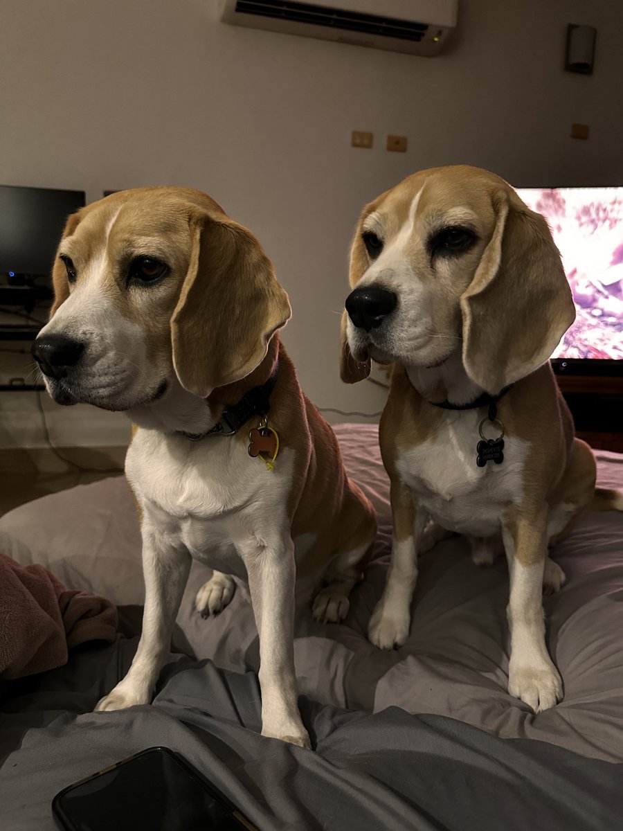 Waiting to share some frozen blueberries 
#beagles
