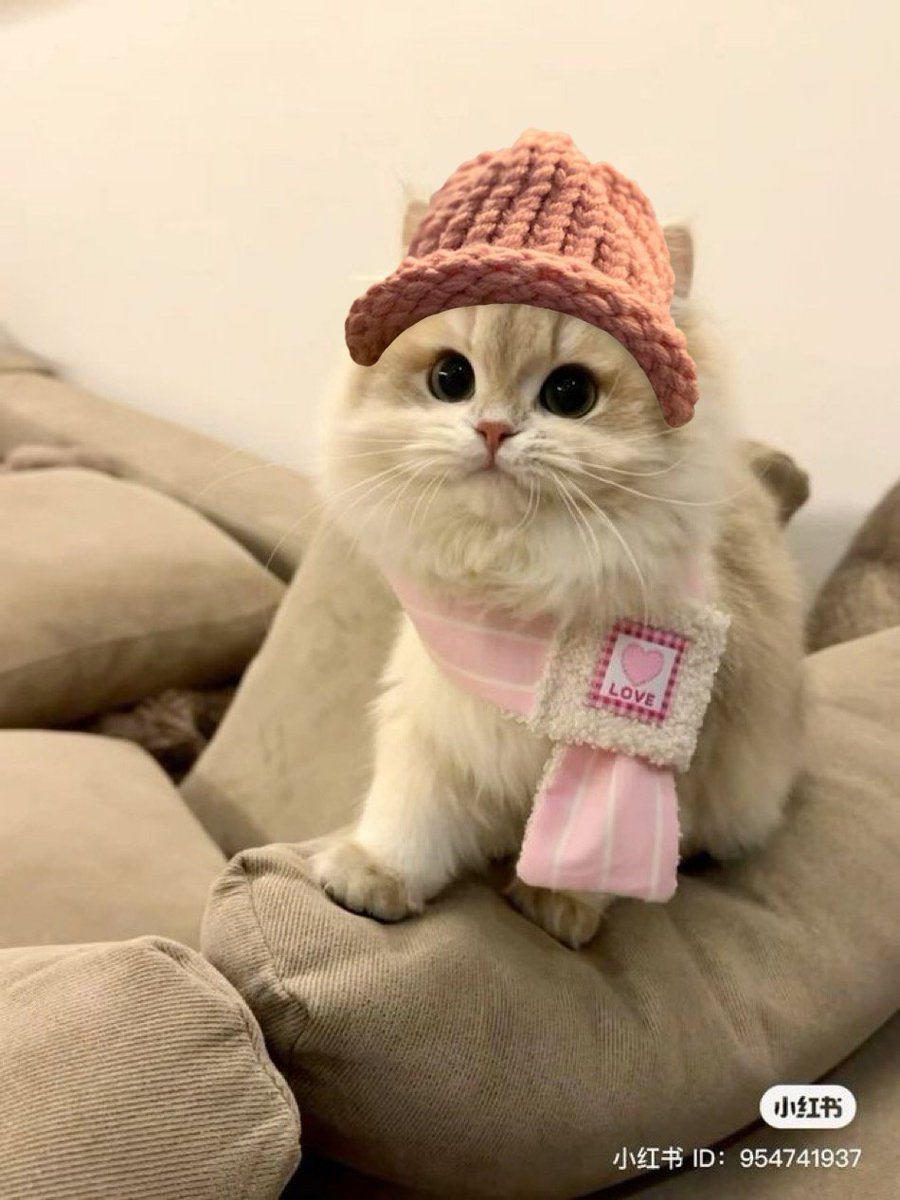 Fluffy fashionista 🎩 $cwif <a href="/catwifhatsolana/">Catwifhat $CWIF</a>
