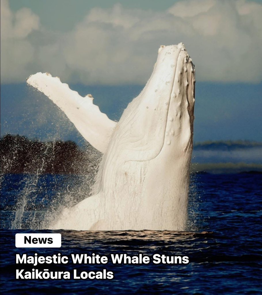 Wildnfree1984's tweet photo. 🥰
Majestic White Whale Stuns Kaikōura Locals-a rare white whale has been spotted gliding through the blue waters a breathtaking sight for locals and marine enthusiasts alike. Believed to be an albino or leucistic humpback, back first seen off Australia.

https://t.co/DxxfXIbUO8 https://t.co/YtZXNZCV3K