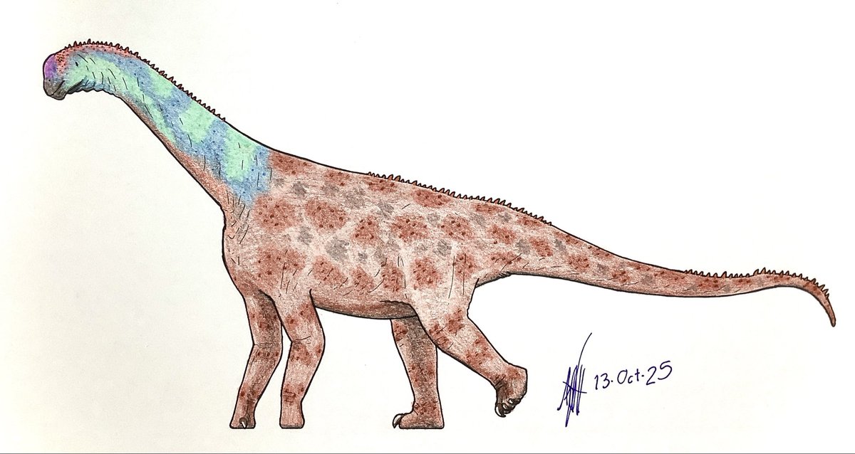 Camarasaurus lentus

(References below)
#drawing #paleoart #Camarasaurus #camarasauridae