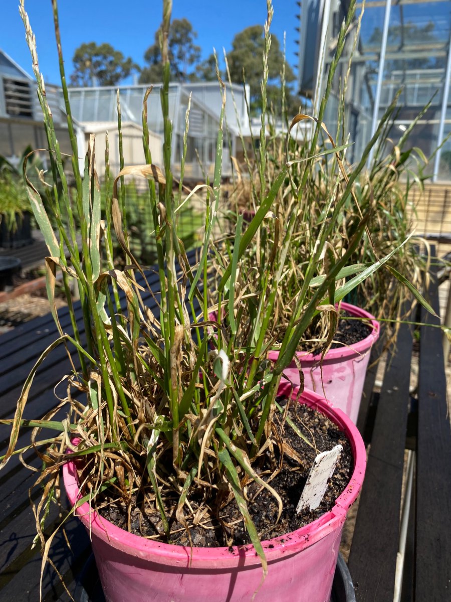 Paraquat resistant ryegrass detected in the WA Kwinana West port zone.  

< Plants came through 2L Gramoxone 360 + 1L SpraySeed + 1.5kg Uragan followed by 4L of SpraySeed + 150mL Voraxor - over a firebreak >

Here we spray top again with 1.1-2L Gramx 360 and some stayed green.