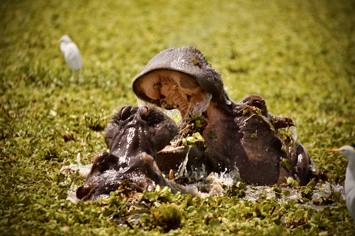 Good morning Uganda 🇺🇬