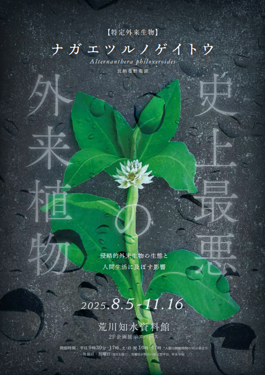 mlit_arakawa_ka's tweet photo. #荒川知水資料館(#amoa) では企画展「ナガエツルノゲイトウ」が開催中です。 #史上最悪の外来植物 と呼ばれる #ナガエツルノゲイトウ の生態的特徴や拡大の背景のほか、荒川流域で行われている駆除・防除の取組みについて紹介します。
https://t.co/Et9B1UulRi https://t.co/sfvZDdI3cI
