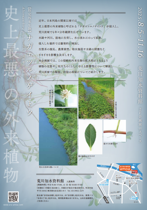 mlit_arakawa_ka's tweet photo. #荒川知水資料館(#amoa) では企画展「ナガエツルノゲイトウ」が開催中です。 #史上最悪の外来植物 と呼ばれる #ナガエツルノゲイトウ の生態的特徴や拡大の背景のほか、荒川流域で行われている駆除・防除の取組みについて紹介します。
https://t.co/Et9B1UulRi https://t.co/sfvZDdI3cI