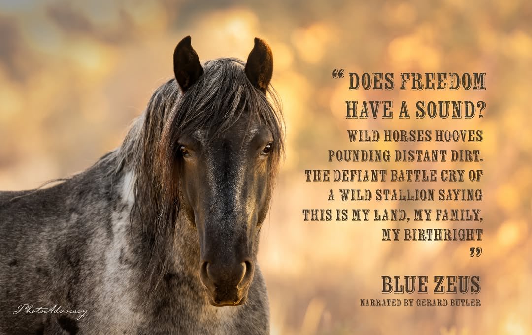 By liking and following @bluezeusthemovie you can help us get distribution and a streaming channel to notice us. We would love for <a href="/netflix/">Netflix</a> to discover us and let the world see this important film. Tag them in comments and let's see if we can catch their attention. #wildhorses