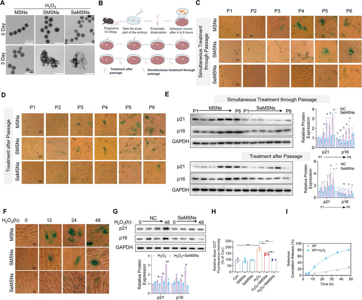 TimePieChina's tweet image. Chinese scientists found that enhanced #selenium supplement extends lifespan and delays multi-organ aging by regulating the Sik1 pathway through maintaining calcium homeostasis.

#SeMSN #aging #lifespan
advanced.onlinelibrary.wiley.com/doi/10.1002/ad…