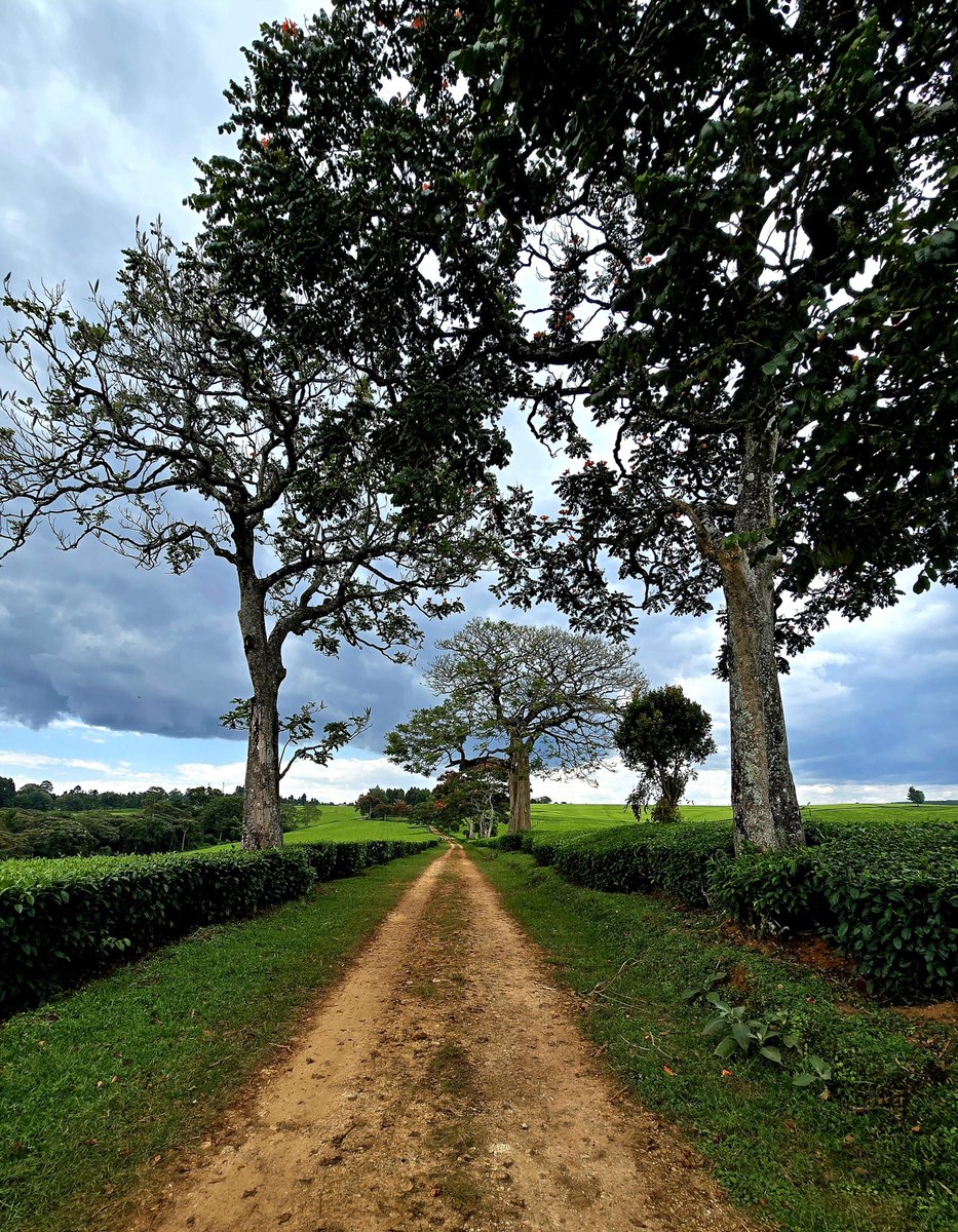 DaviesKinanga's tweet photo. Good Morning Kericho? https://t.co/75XNpZ7yMp