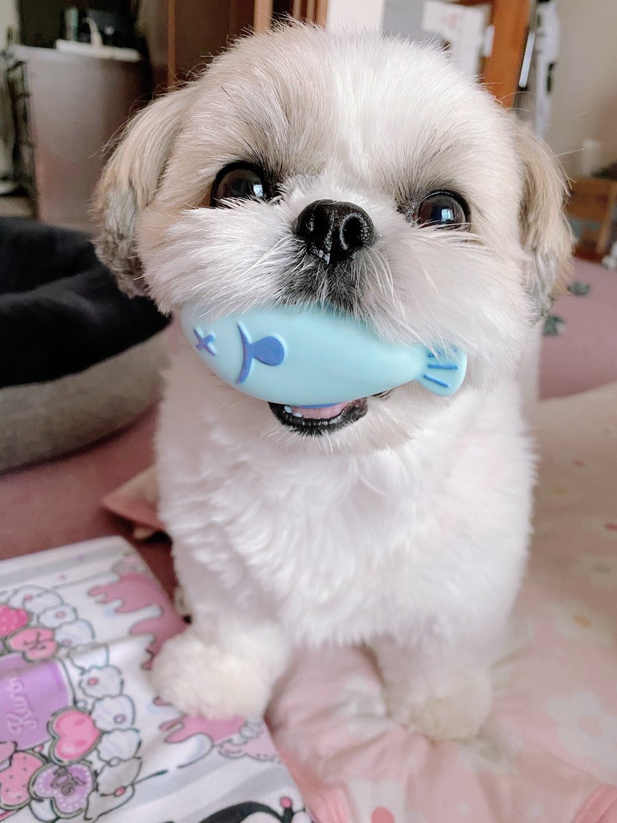 シーズー🍑ももちゃ🍑 (@_momo_0710_) / Posts / X