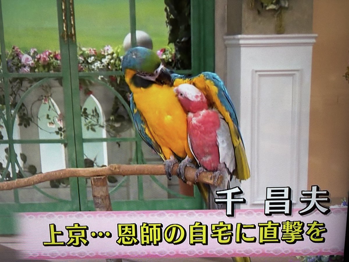 pipichica's tweet image. 「徹子の部屋」に千昌夫さん。
今回もまた鳥たちと出てる❣️
インコ柄のシャツもおしゃれ〜🦜