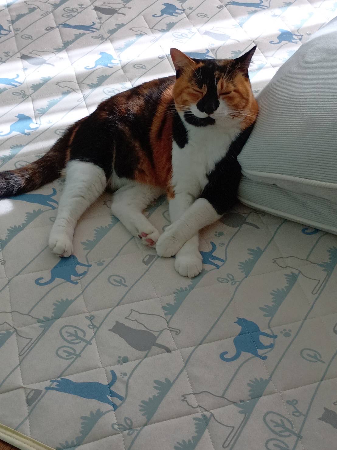 はなこページ 三毛猫はなこ (@hanako20180721) / X