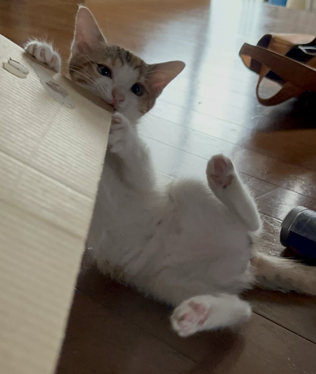 やっつけるでしゅ‼️

#猫好きさんと繋がりたい
#ねこ