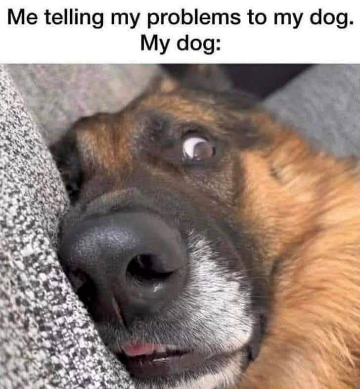 Heckin Good Dogs (@heckingooddogs) on Twitter photo 